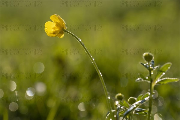 Greater spearwort (Ranunculus lingua)