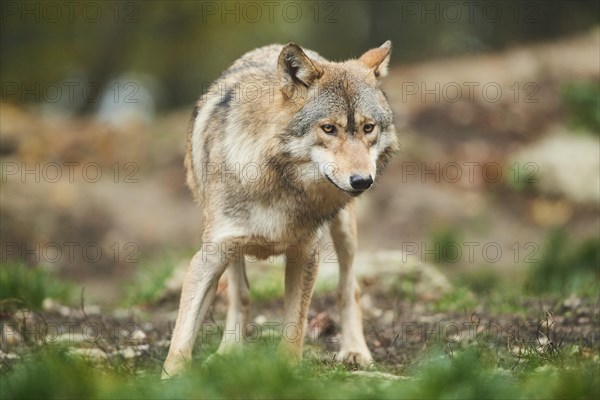 Eastern wolf (Canis lupus lycaon) standing on a field - Photo12 ...