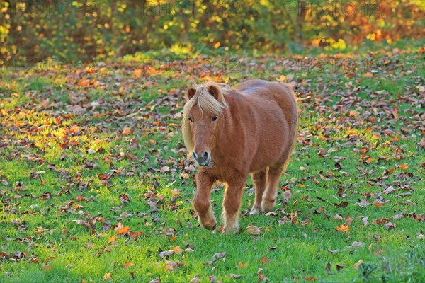 Horse (Equus)