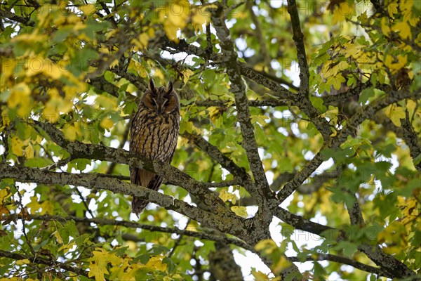 Long-eared owl (Asio otus)