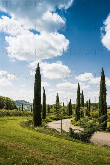 Path with cypresses