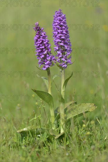 Western Marsh Orchid (Dactylorhiza majalis)