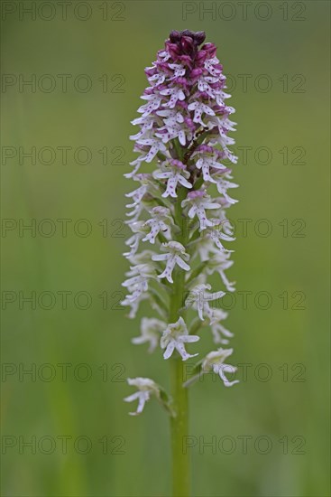 Burnt-tip orchid (Orchis ustulata)