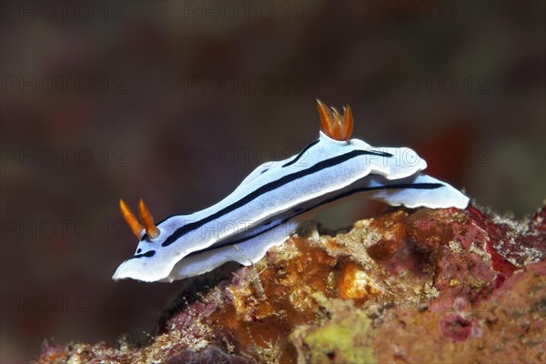 Magnificent star snail (Chromodoris lochi)