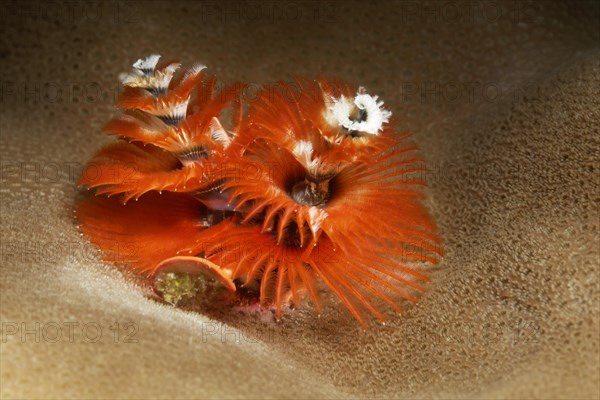 Christmas tree worm (Spirobranchus giganteus)