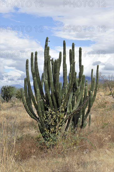 Mexican giant cardon (Pachycereus pringlei) and elephant tree (Bursera microphylla)