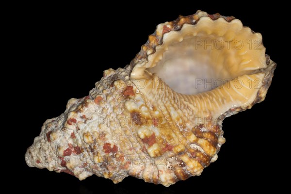 Reddish frog snail (Tutufa rubeta)