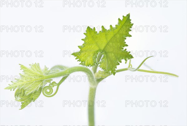 Pumpkin (Cucurbita) plants with tendril isolated on white
