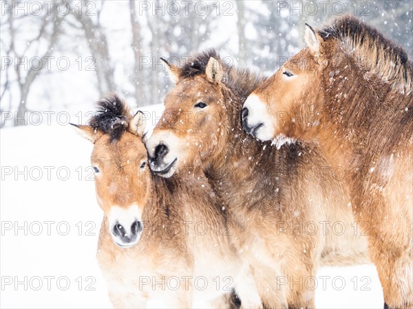 Przewalski's horses (Equus przewalskii) during snowfall in winter