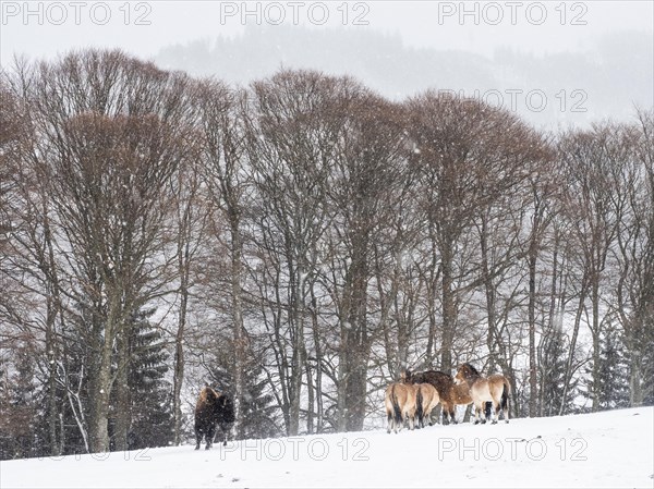 American bison (Bos bison) and przewalski's horses (Equus przewalskii) during snowfall in winter