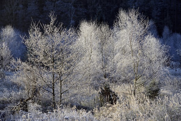 Birches (Betula)