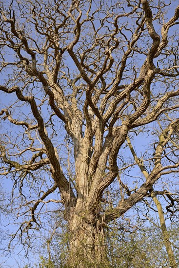 Deciduous tree