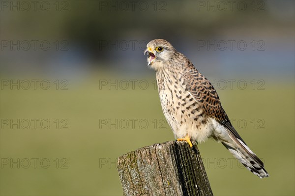 Common kestrel (Falco tinnunculus)