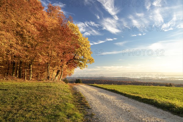 Colourful autumn colours in the forest near Liggeringen