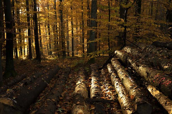 Afternoon sun in the beech forest near Liggeringen