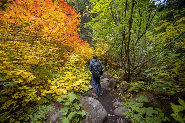 Hikers on a trail in the forest