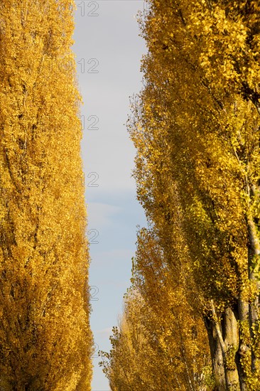 Colourful autumn leaves in the afternoon on the avenue to Reichenau Island