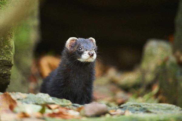 Ferret (Mustela putorius furo)