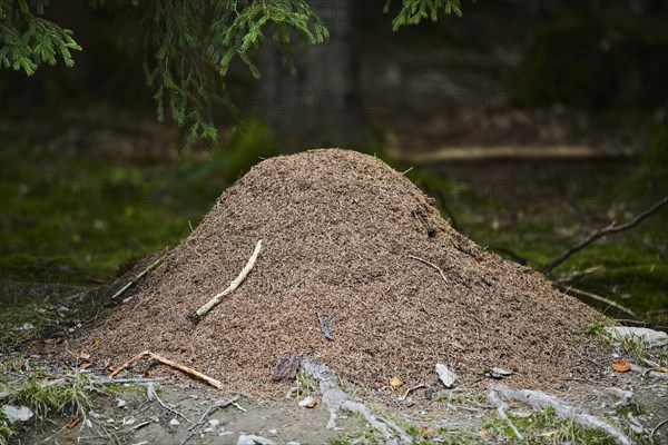 Wood ants (Formica rufa) anthill in a forest