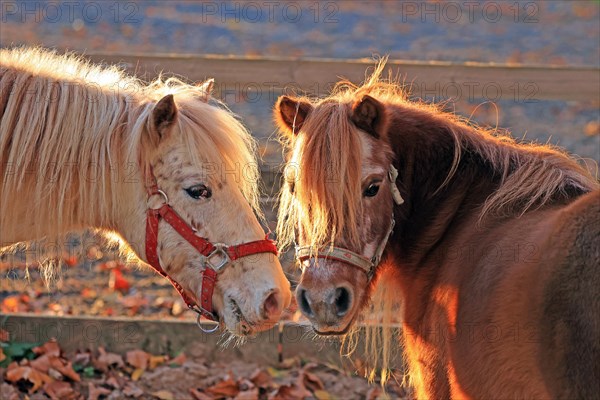 Horse (Equus)