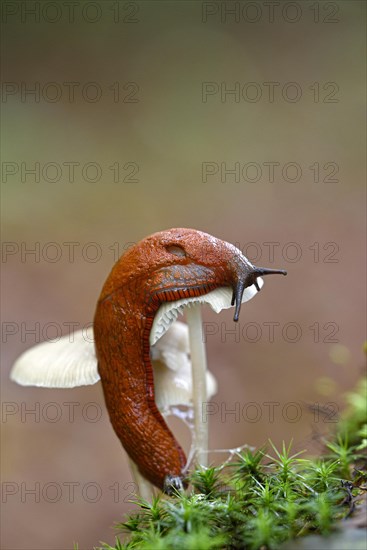 Red slug (Arion rufus)