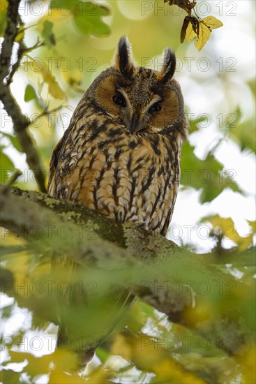 Long-eared owl (Asio otus)