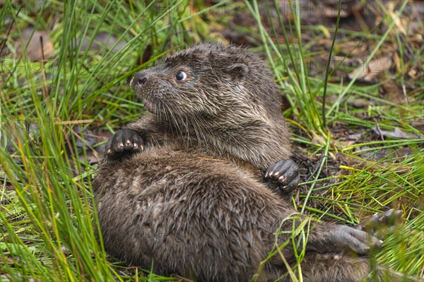 Young european otter (Lutra lutra)