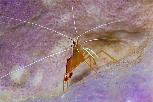 Pacific cleaner shrimp (Lysmata amboinensis)