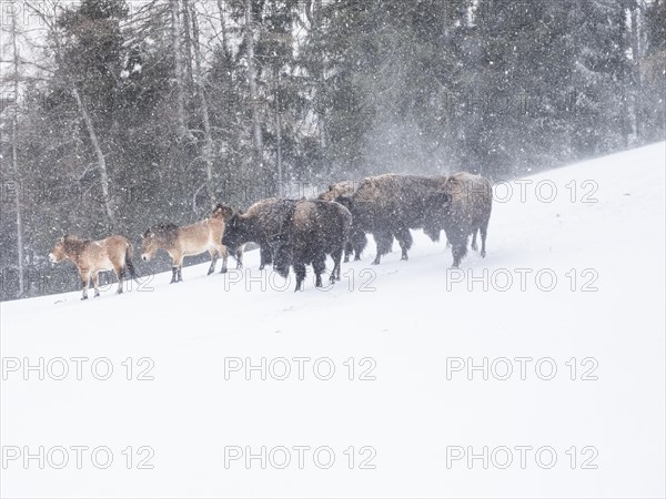 American bisons (Bos bison) and przewalski's horses (Equus przewalskii) during snowfall in winter