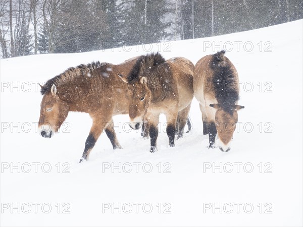 Przewalski's horses (Equus przewalskii) during snowfall in winter