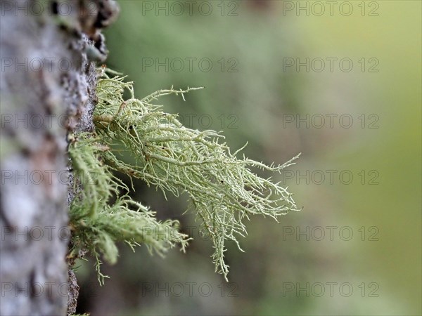 Lichens on a european larch (Larix decidua)