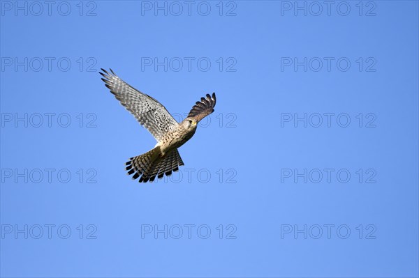 Common kestrel (Falco tinnunculus)