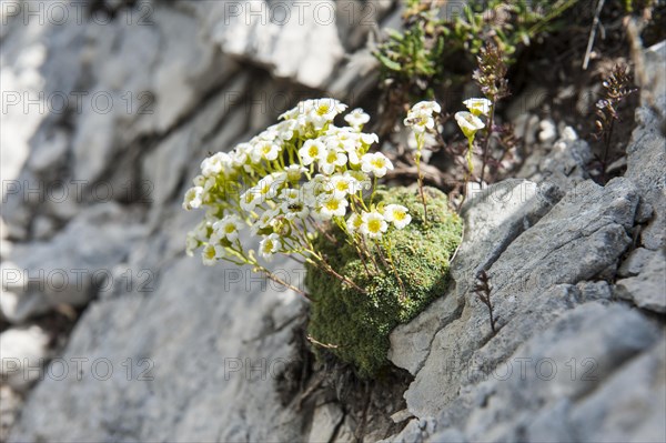 Mountain flower