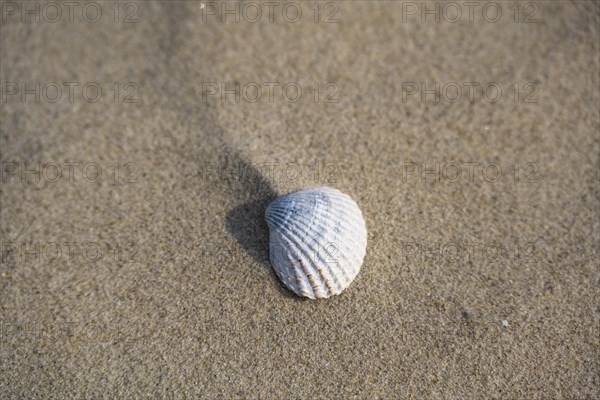 Cockle on a sandy beach at low tide