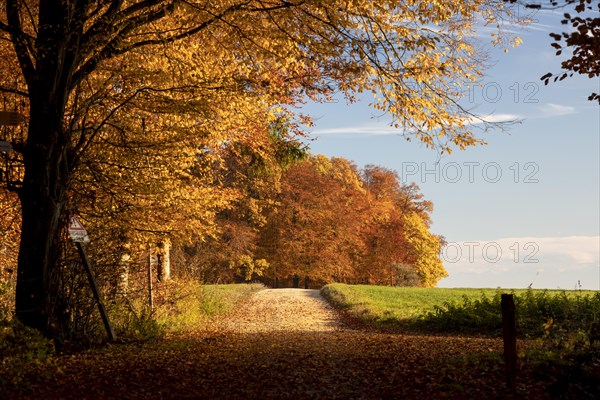 Colourful autumn colours in the forest near Liggeringen