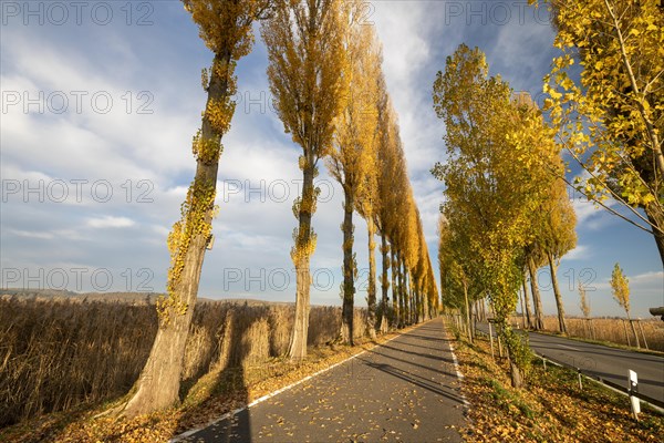 Colourful autumn leaves in the afternoon on the avenue to Reichenau Island