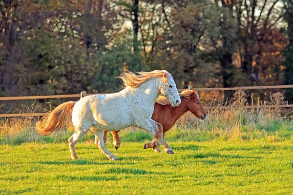 Horse (Equus)