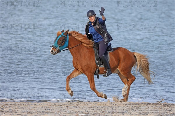 Female rider with Icelandic horse