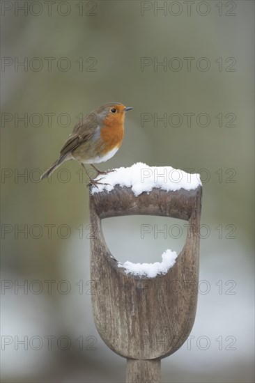 European robin (Erithacus rubecula) adult bird on a snow covered garden fork handle
