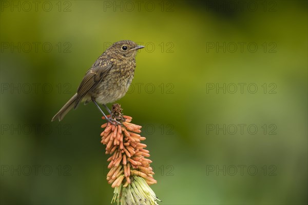 European robin (Erithacus rubecula) juvenile bird sitting on a Red hot poker flower