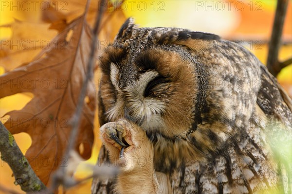 Long-eared owl (Asio otus)