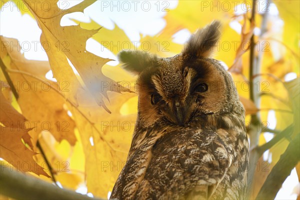 Long-eared owl (Asio otus)