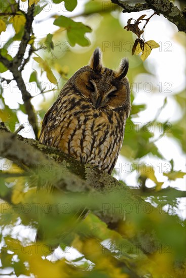 Long-eared owl (Asio otus)