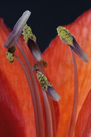 Red amaryllis