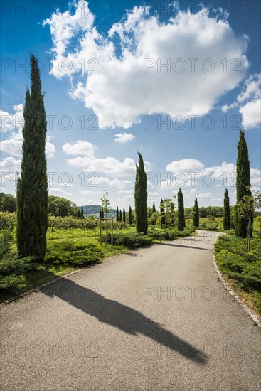 Path with cypresses