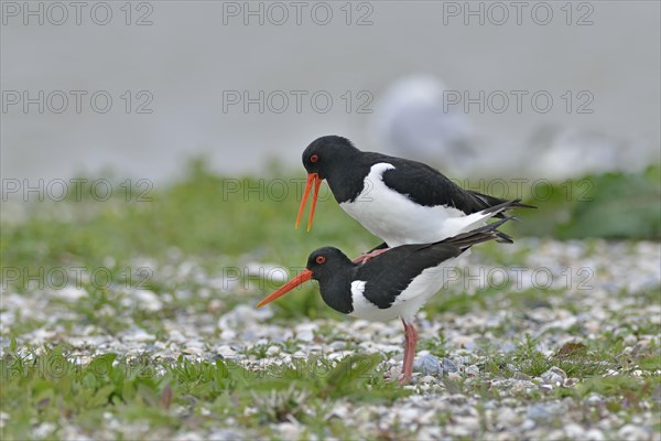 Eurasian Oystercatcher Haematopus Ostralegus Photo12 imageBROKER 
