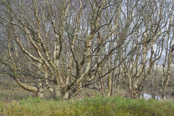 Downy birch (Betula pubescens)