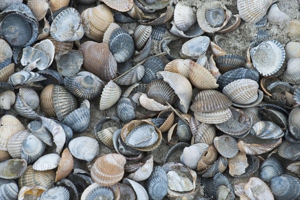 Mussel shells