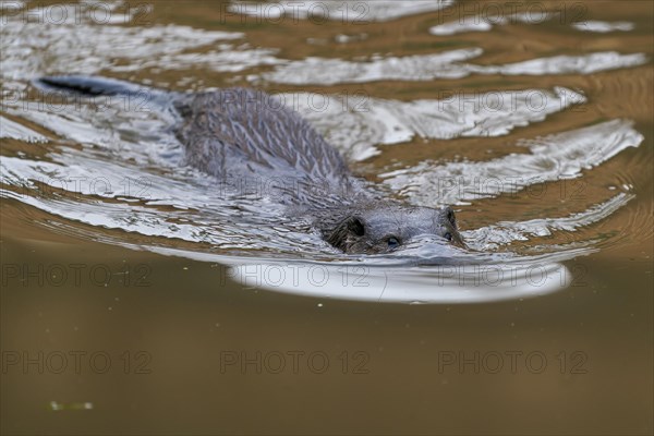 Young european otter (Lutra lutra)