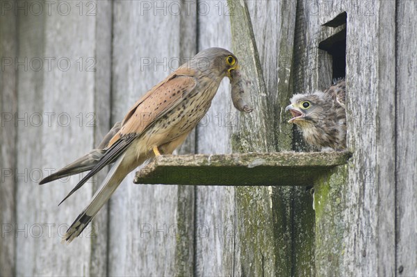 Common kestrel (Falco tinnunculus)